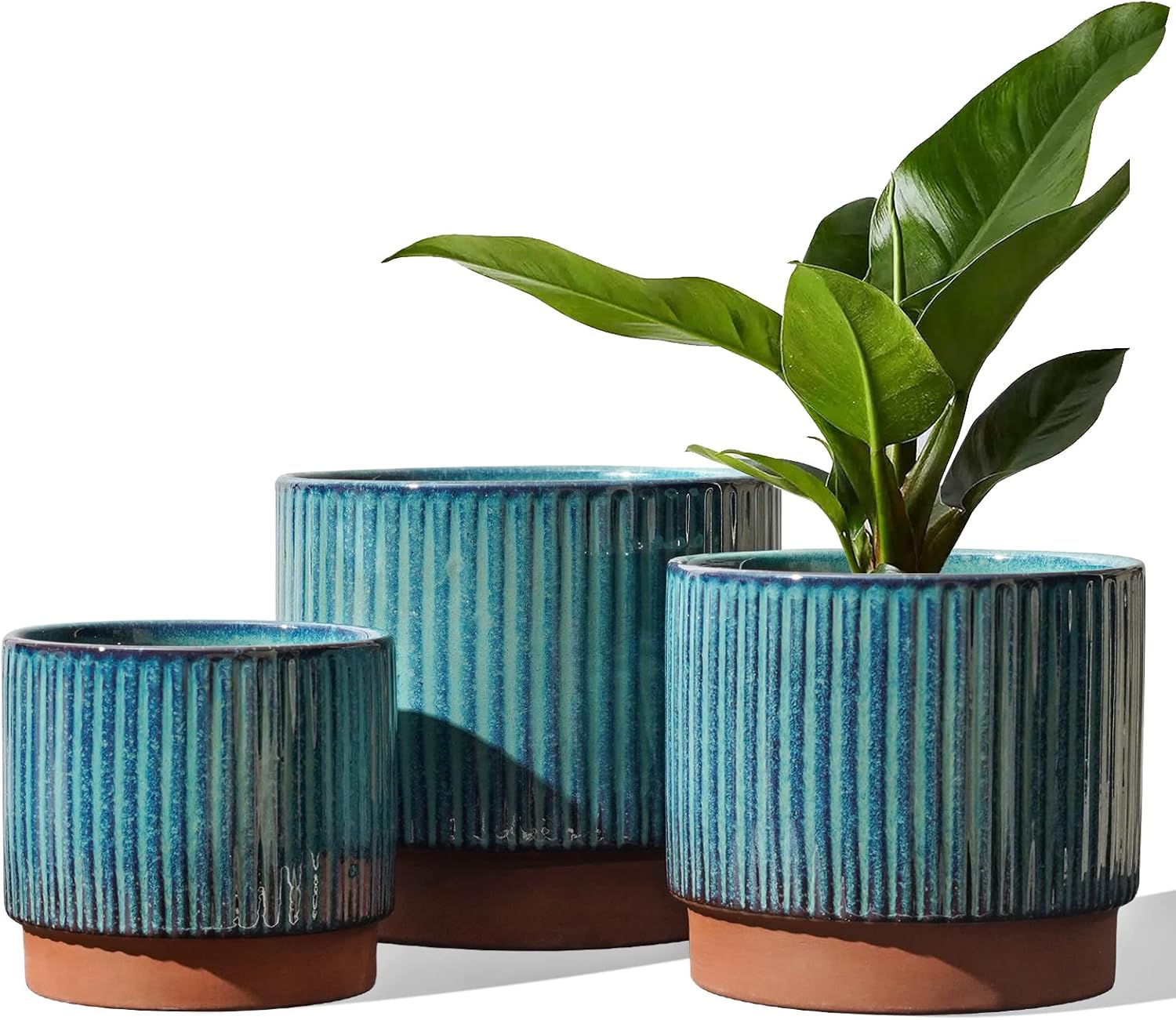 Set of 3 Ceramic Plant Pots wi - Aloe Vera Pot avaliação e preço