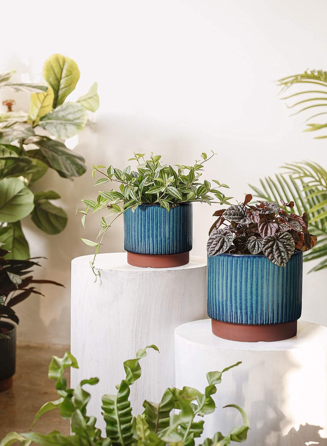 Set of 3 Ceramic Plant Pots wi - Aloe Vera Pot avaliação e preço