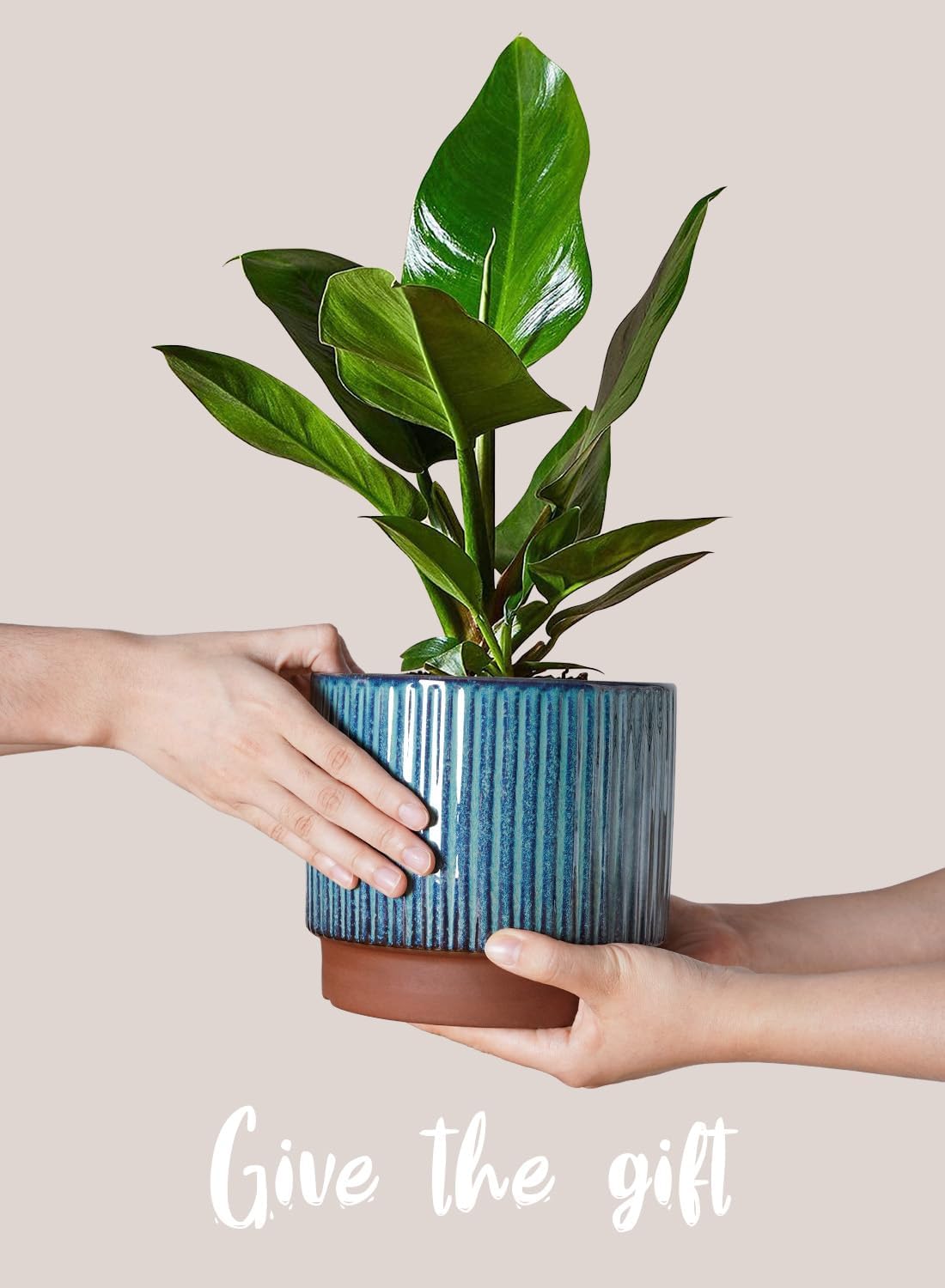Set of 3 Ceramic Plant Pots wi - Aloe Vera Pot avaliação e preço