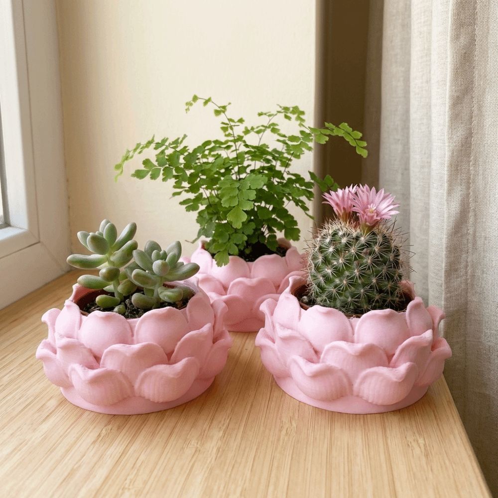 Lotus Shaped Succulent Plant P - Echeveria Succulent avaliação e preço