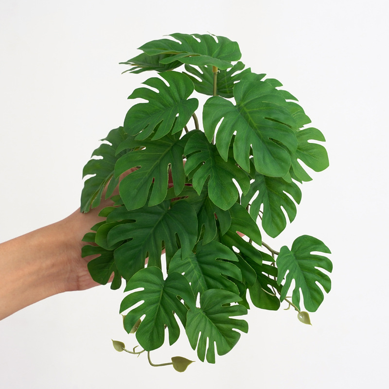 Reptile Plants for Terrarium A - Monstera Adansonii avaliação e preço