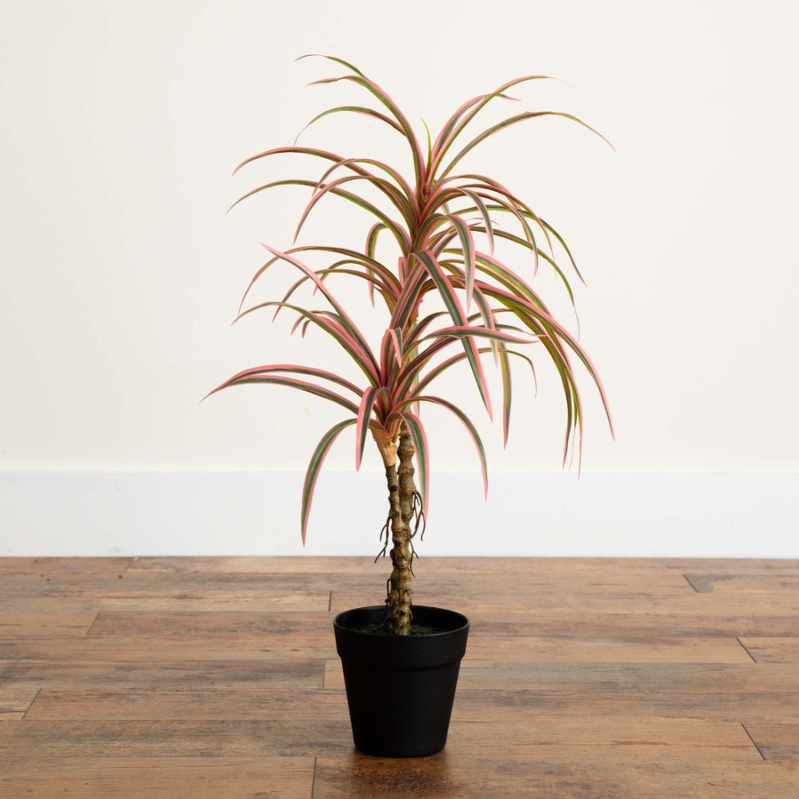 Dracaena Marginata Artificial  - Dracaena Marginata avaliação e preço