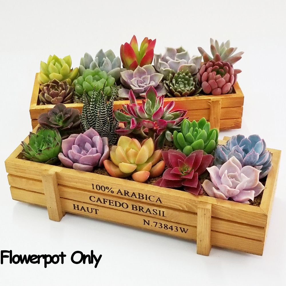 1 PC Tools Garden Decor Trough - Pilea Peperomioides avaliação e preço