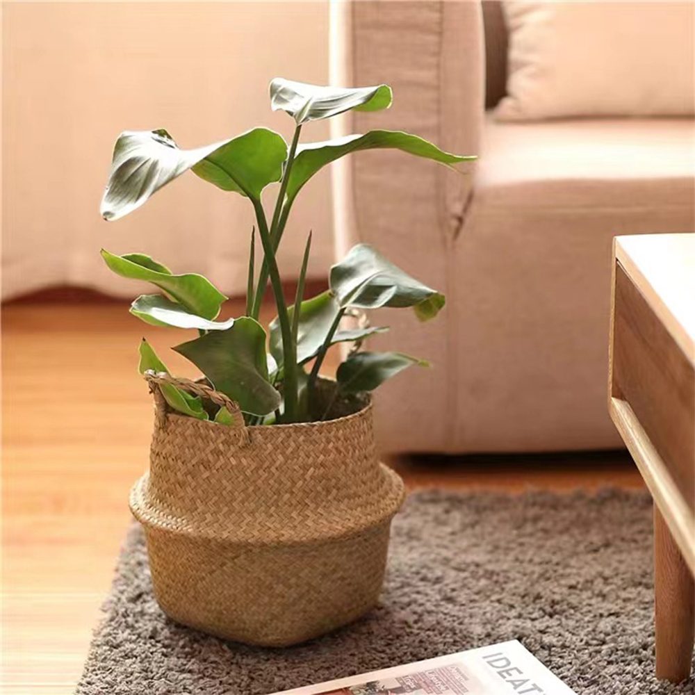 Plant Basket with Handles Wick - Aloe Vera Pot avaliação e preço