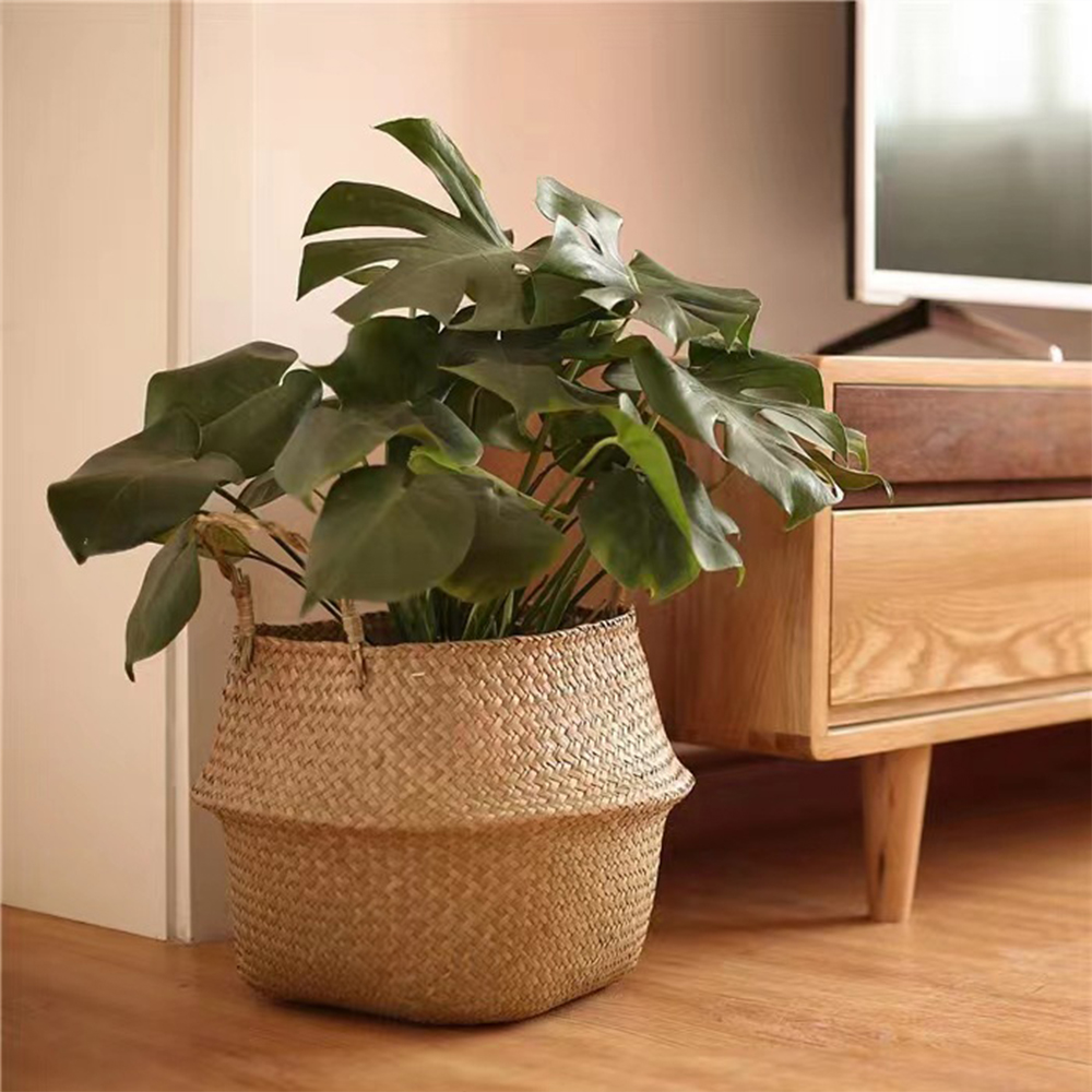Plant Basket with Handles Wick - Aloe Vera Pot avaliação e preço
