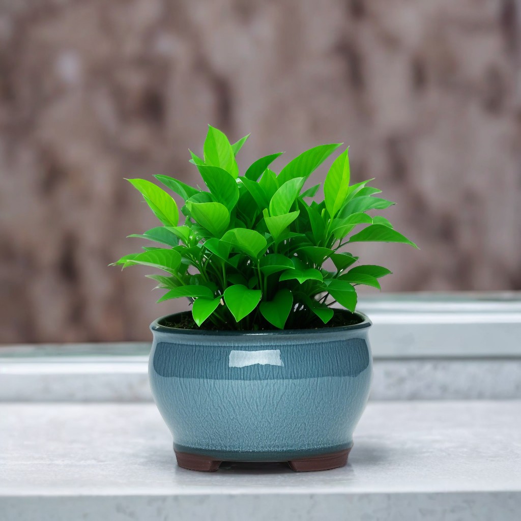 Ceramic Garden Planter Pots Ce - Pilea Peperomioides avaliação e preço