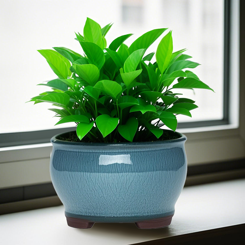 Ceramic Garden Planter Pots Ce - Pilea Peperomioides avaliação e preço