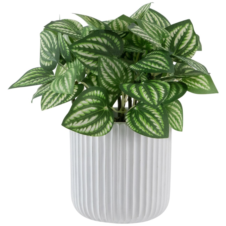 Artificial Watermelon Peperomi - Peperomia Watermelon avaliação e preço