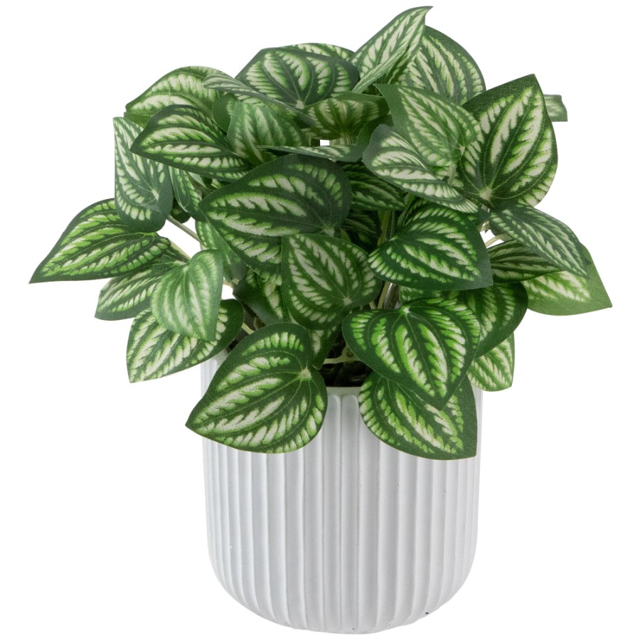 Artificial Watermelon Peperomi - Peperomia Watermelon avaliação e preço