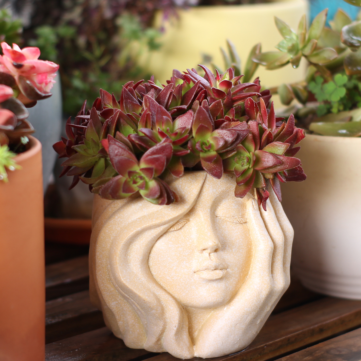 Face-Shaped Flower Pot Suitabl - Pilea Peperomioides avaliação e preço