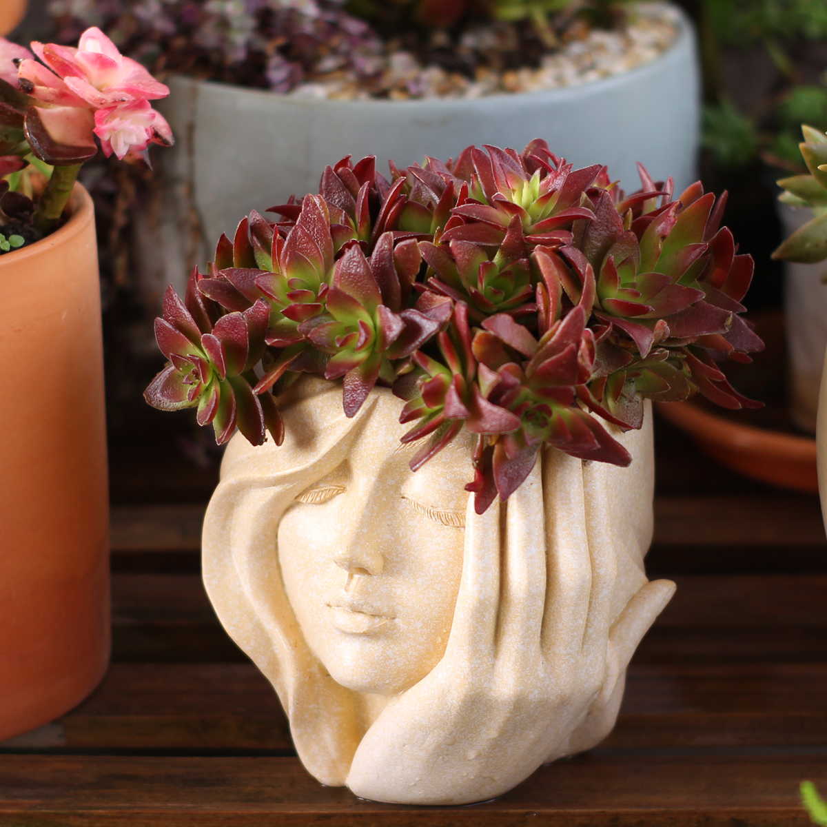 Face-Shaped Flower Pot Suitabl - Pilea Peperomioides avaliação e preço