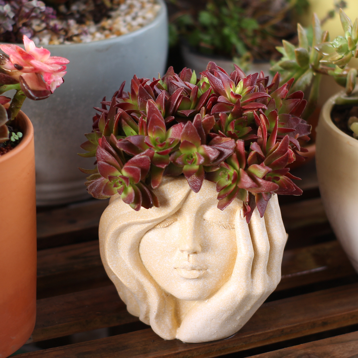 Face-Shaped Flower Pot Suitabl - Pilea Peperomioides avaliação e preço