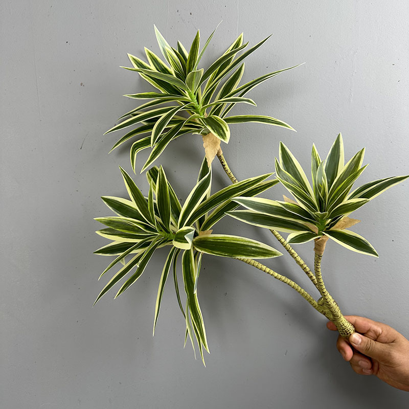 Simulated Green Plants 3 Heads - Dracaena Marginata avaliação e preço